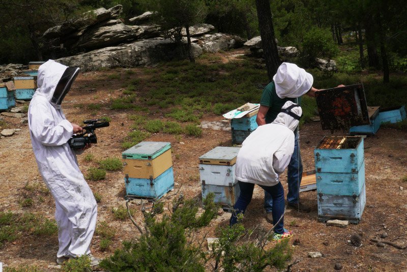 ikaria-fixer-beekeeping